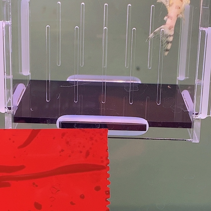 清道夫鱼236异型14号