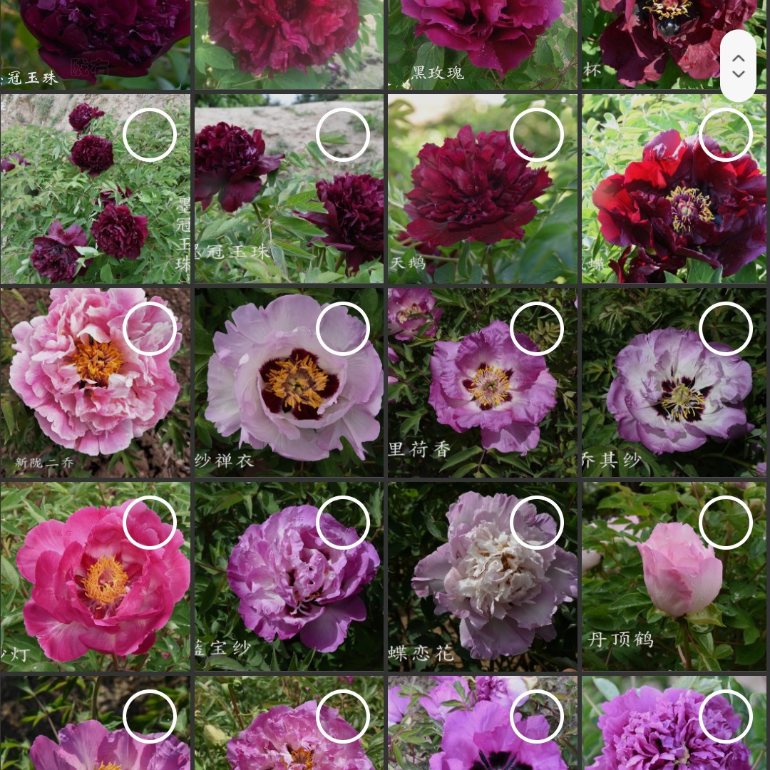 40公分高以上苗，6棵（包邮）