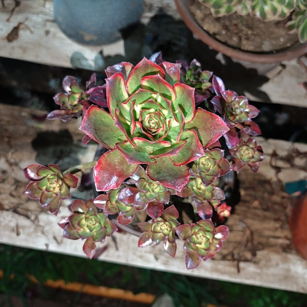 魅影法师一物一拍