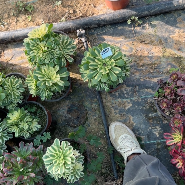 温***）3597 清棚处理不包断枝