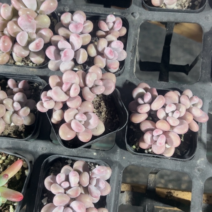 桃蛋精品多肉植物大战