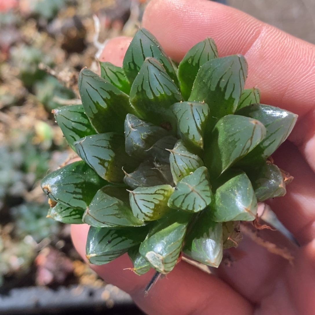 @***.1773 一颗福利。   