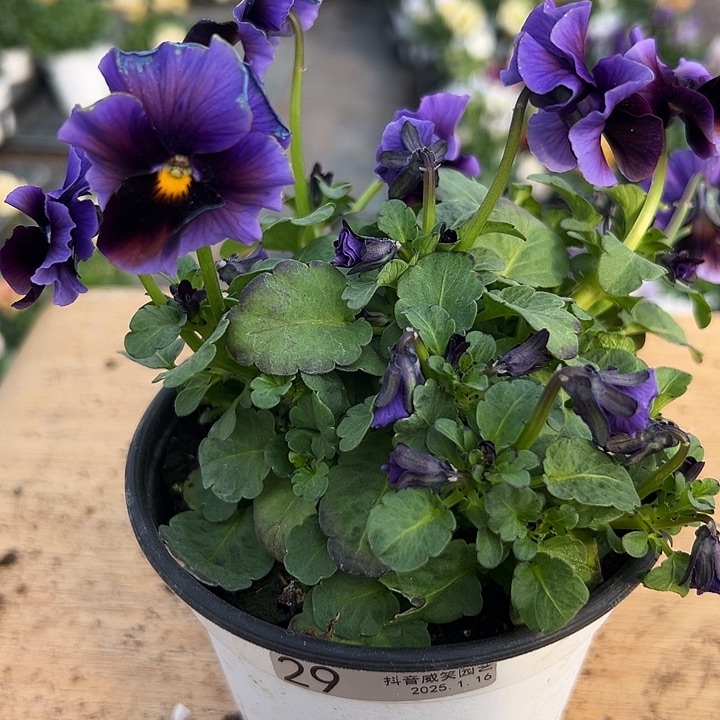 红陶抖音直播闪拍29