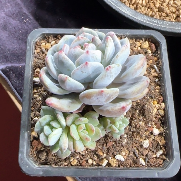 11厘米左右一物一拍的