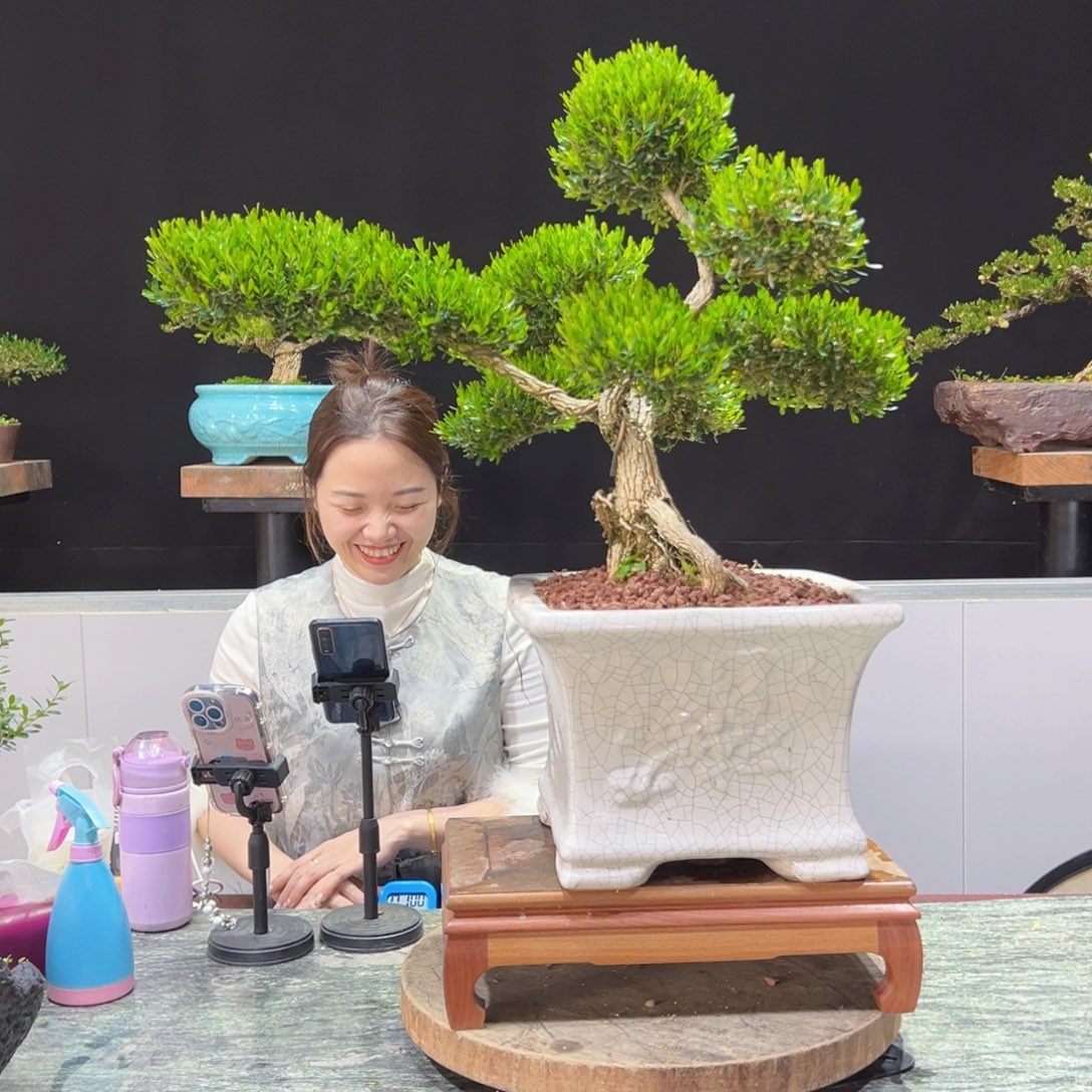 四季常青老桩黄杨盆景