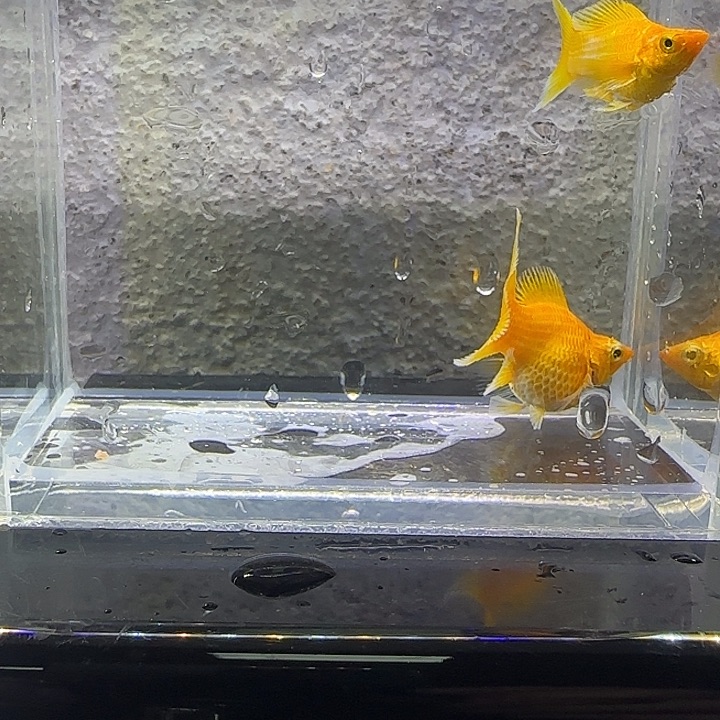 黑玛丽鱼黄金玛丽。64号