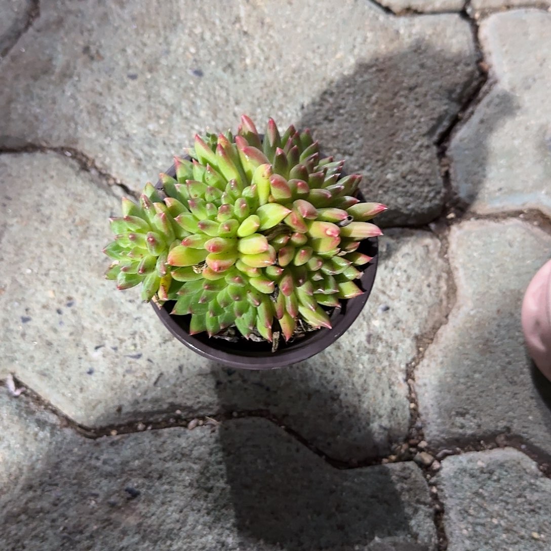 甲骨文多肉植物精品