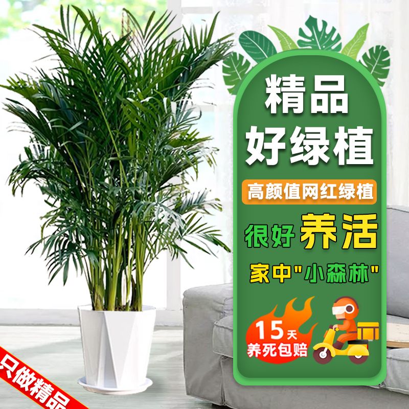 富贵椰子1.8-2.2客厅办公室净化空气绿植四季常青好养活乔迁