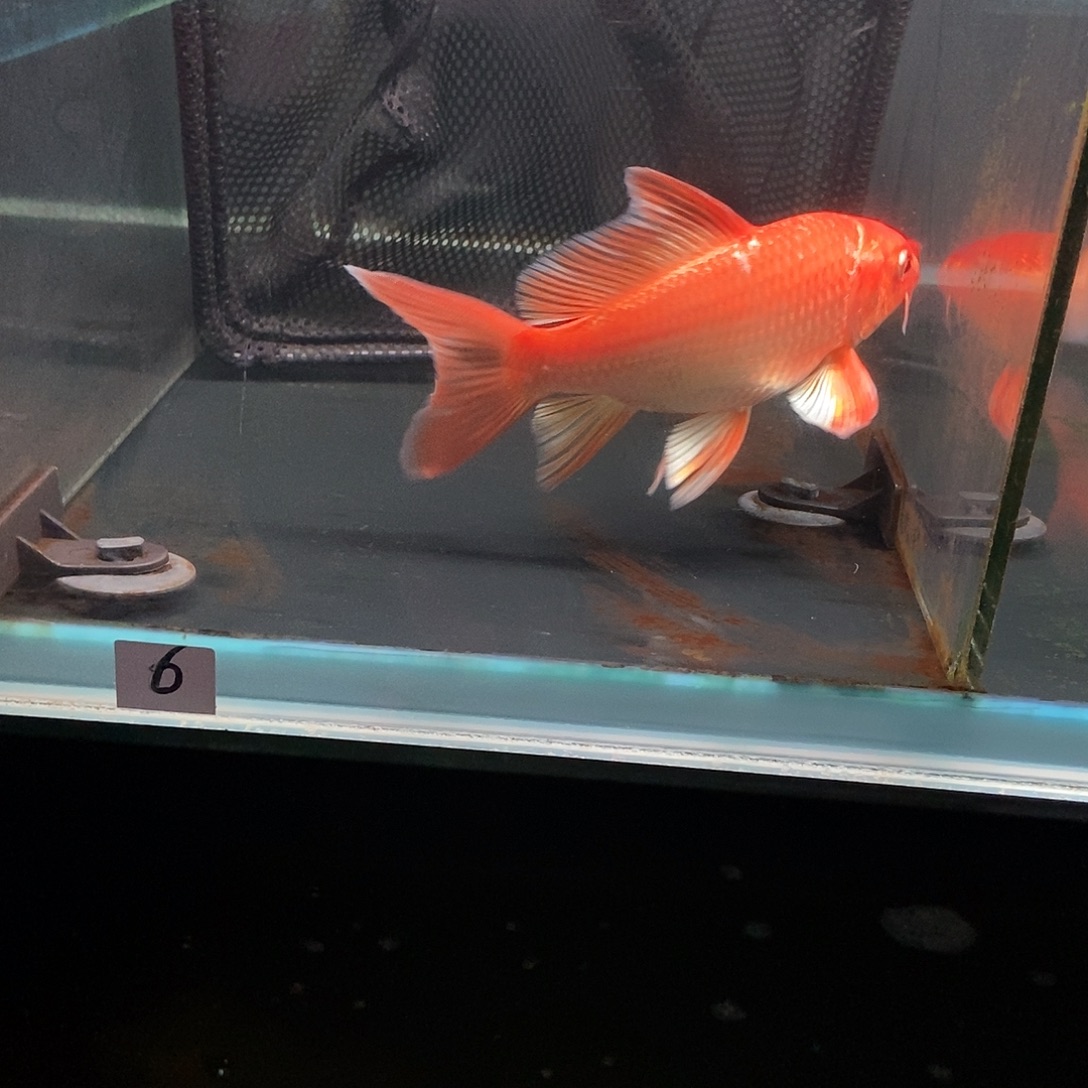 万***件蝴蝶鲤6号红色蝴蝶鲤