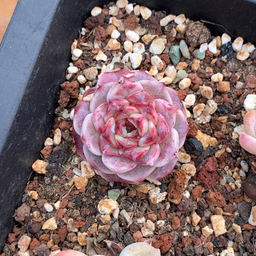 精品多肉一物一拍不包整769