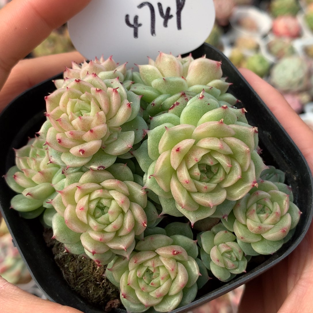 定繁珍妮麦秆群4749