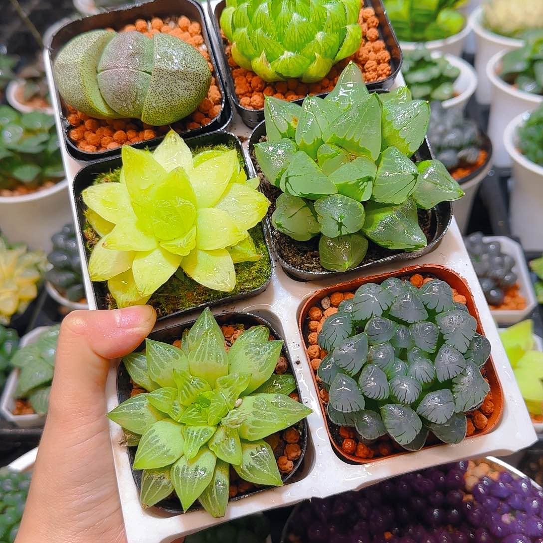 玉露六件套多肉，原盆