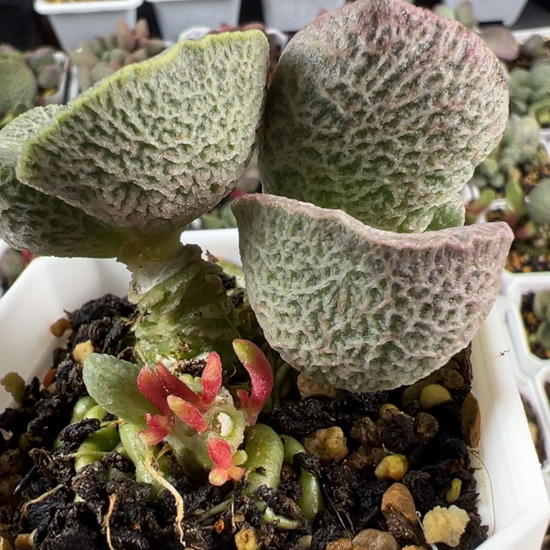 和路雪多头纯木质桩多肉植物