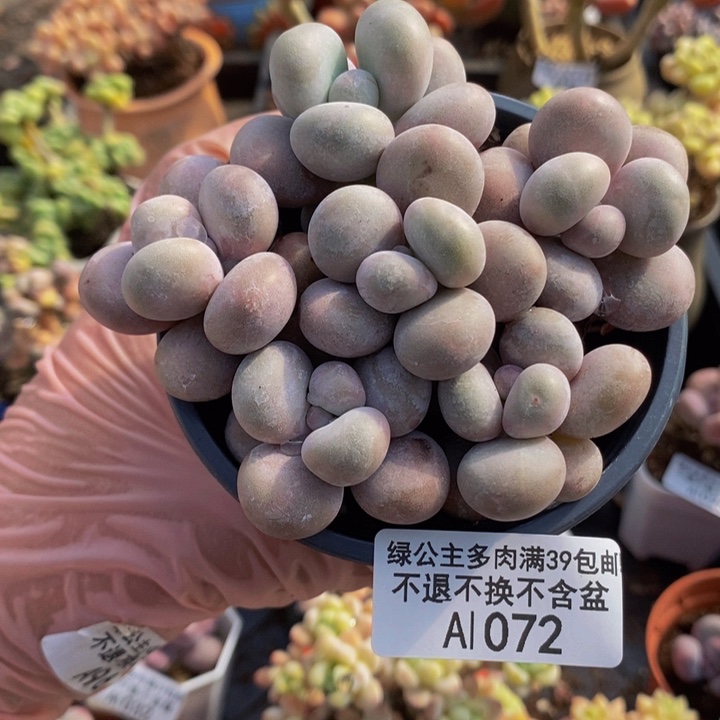 芭比奶洛散拼1072多肉植物