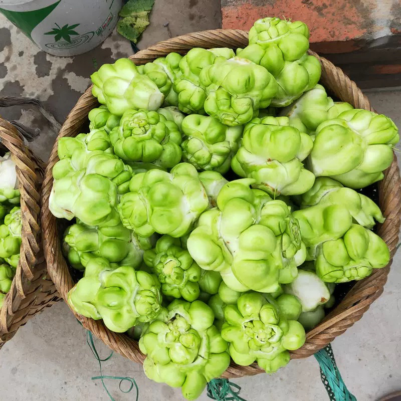 湘西农家自种包包菜