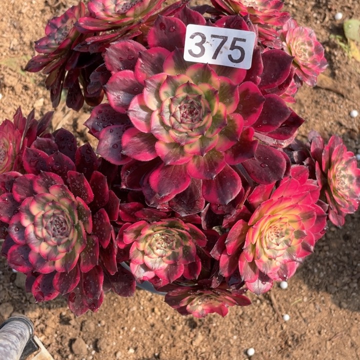 375多肉植物烟花