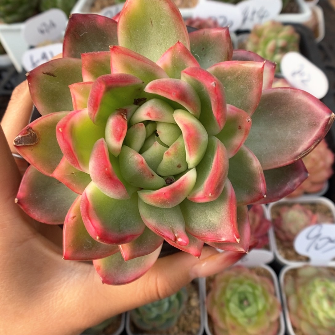 水晶珍妮锦可拍。       