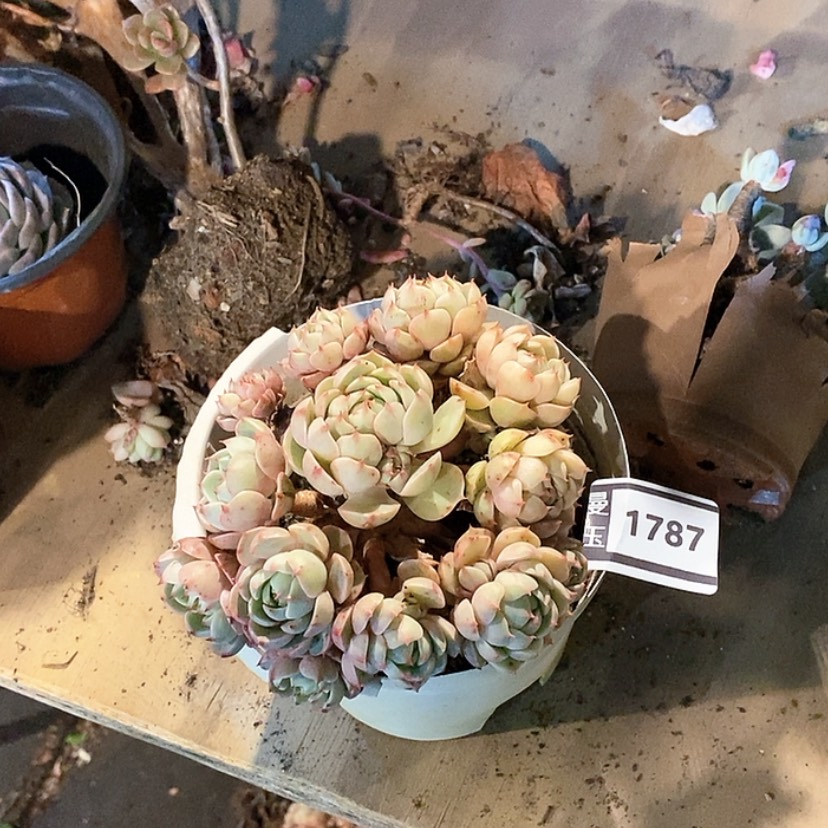 【闪购商品】笨吧1787