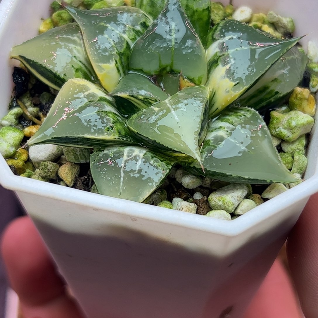 酒吞童子锦七公分