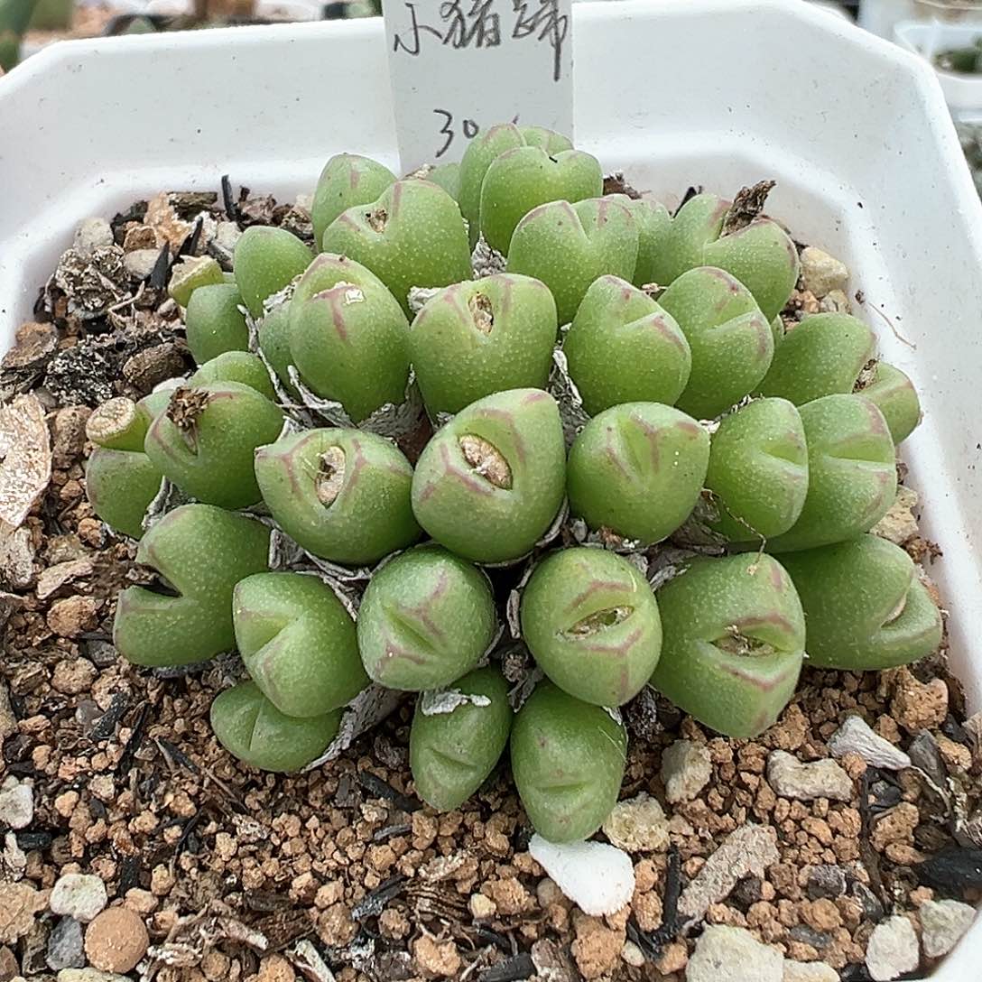 mg1429.06 猪蹄 34头 多肉肉锥