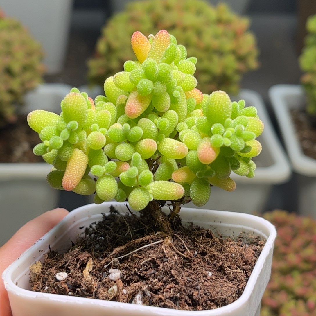 23蜜桔糖球优选枝干