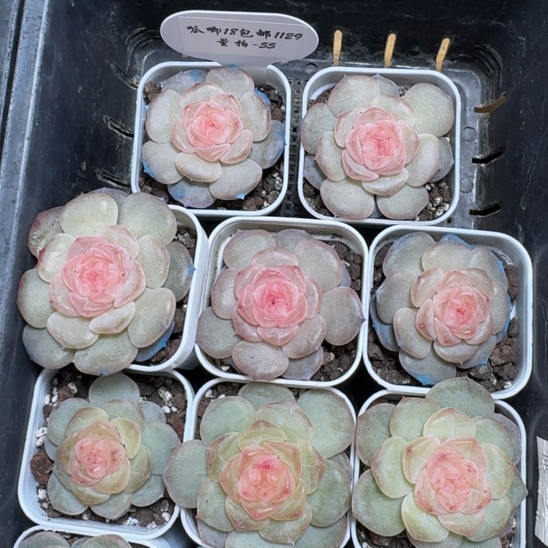 1129-055-抚云一颗量拍