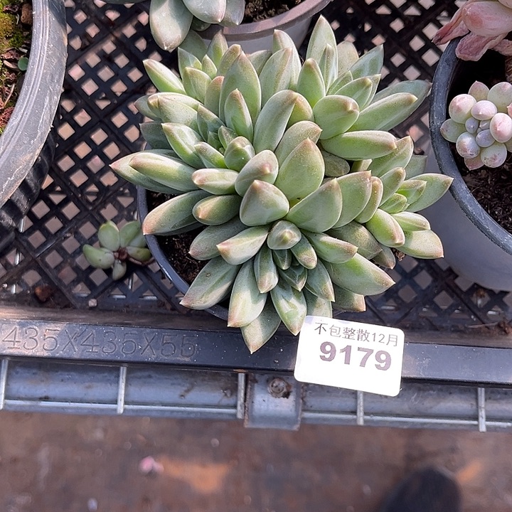 阿雅园艺。     9179