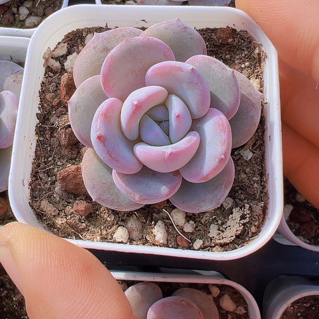 5.5盆韩版小奶茶2颗