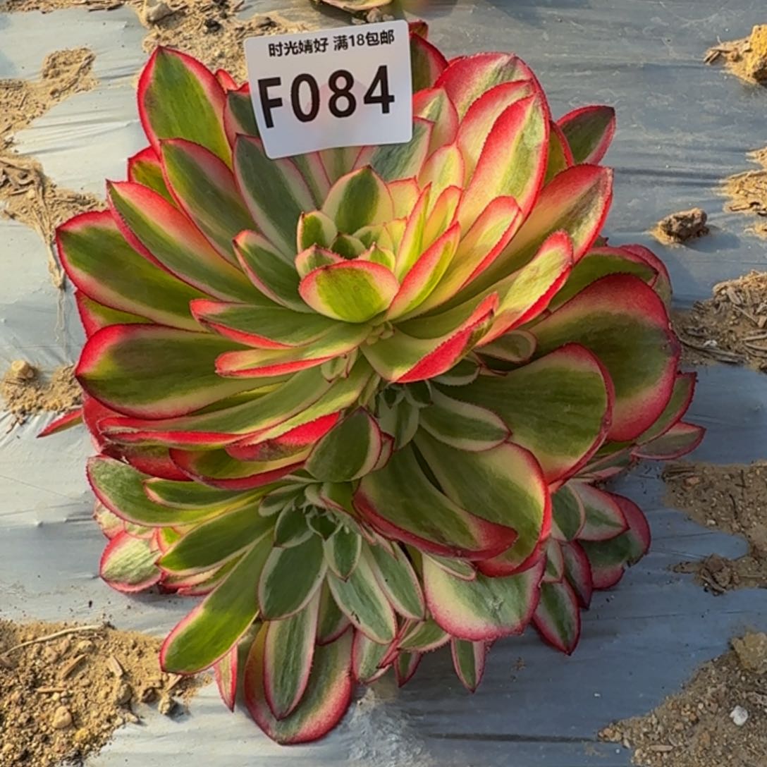 084荔枝。多肉植物