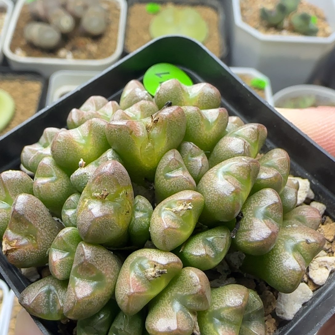 透明嘟嘟多肉植物241