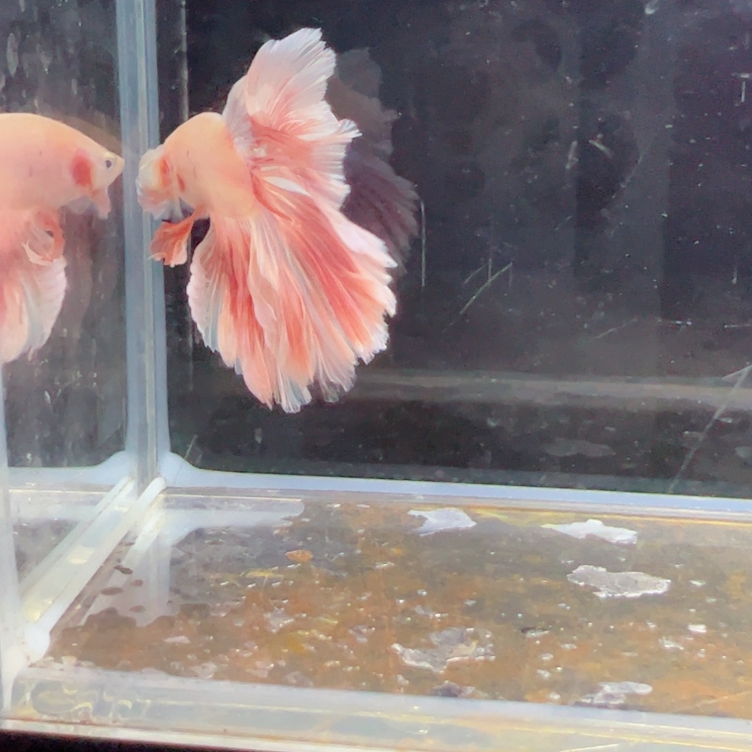 斗鱼浅色特殊尾hhhh