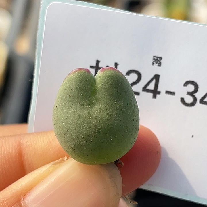 24-34比卡丘多肉植物