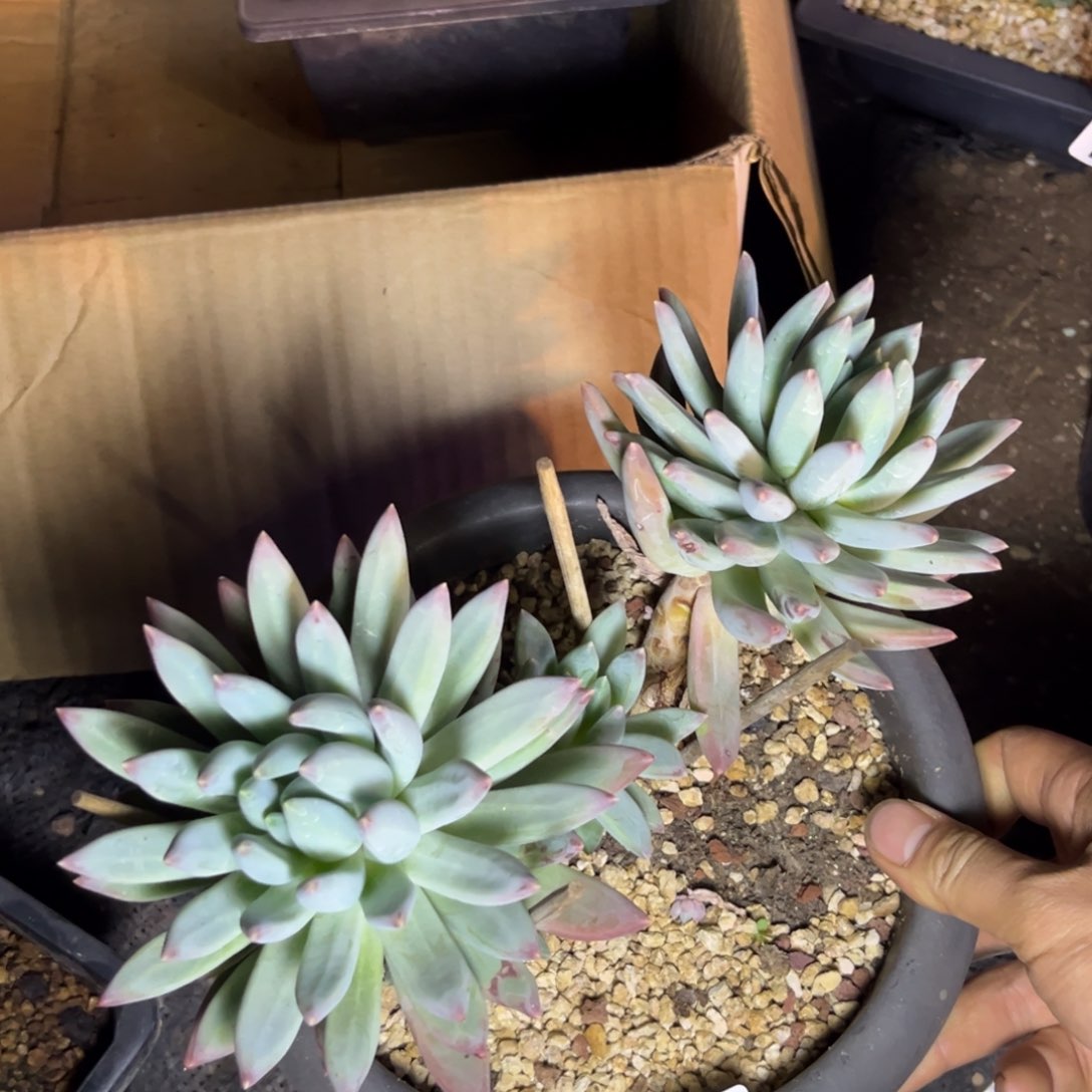 多肉植物索菲特121