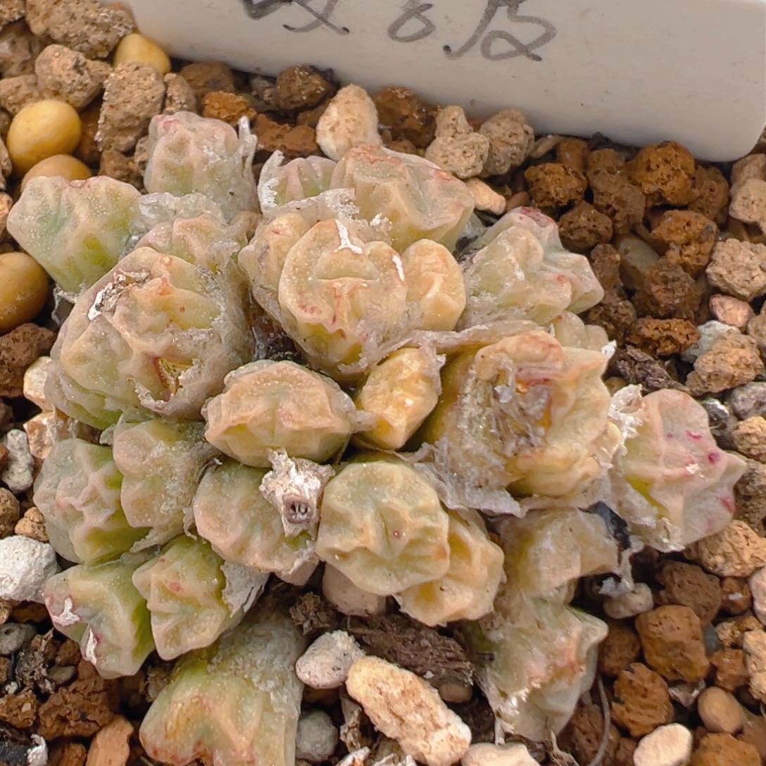 100多肉植物百科饺子皮