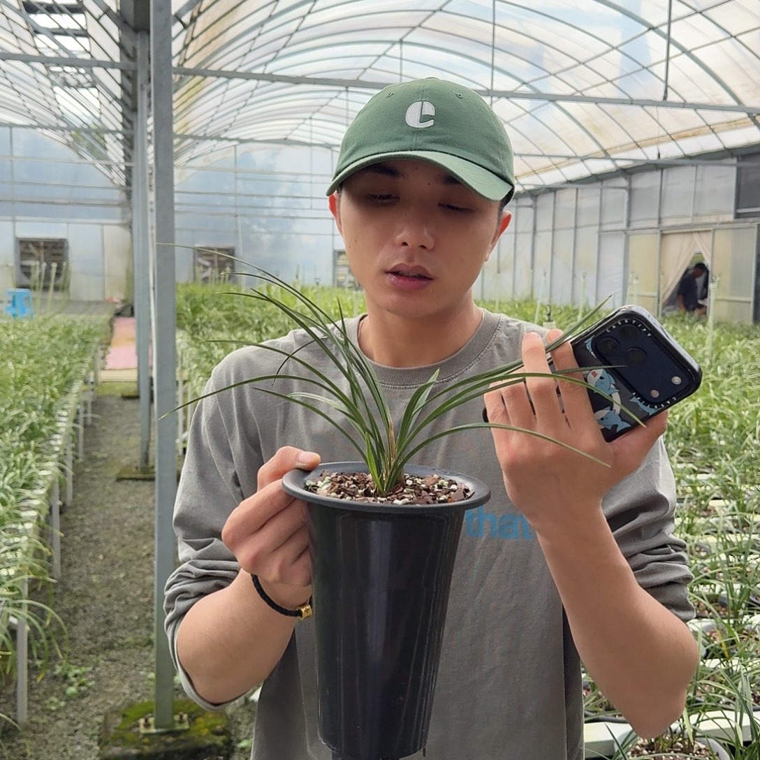 全部花苞西神梅4苗及以上带花