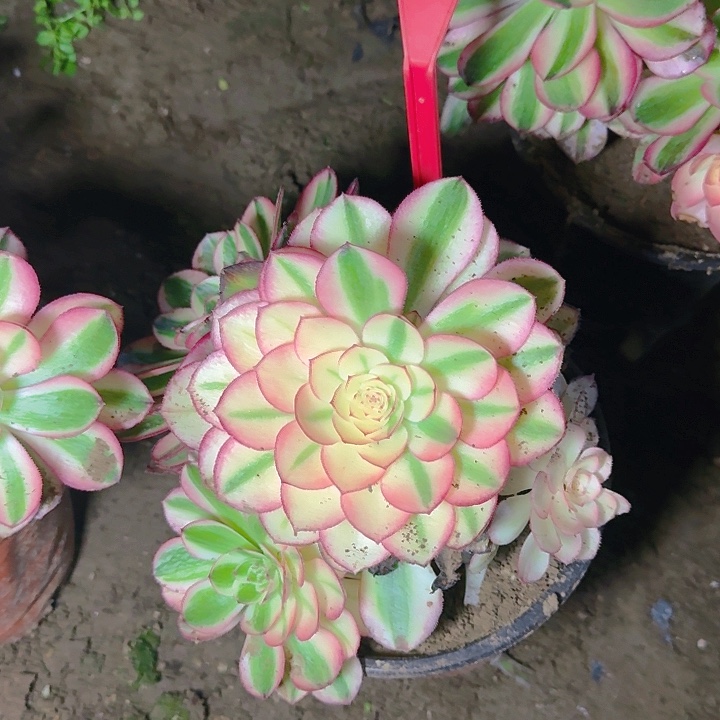 5-142倾城多肉法师