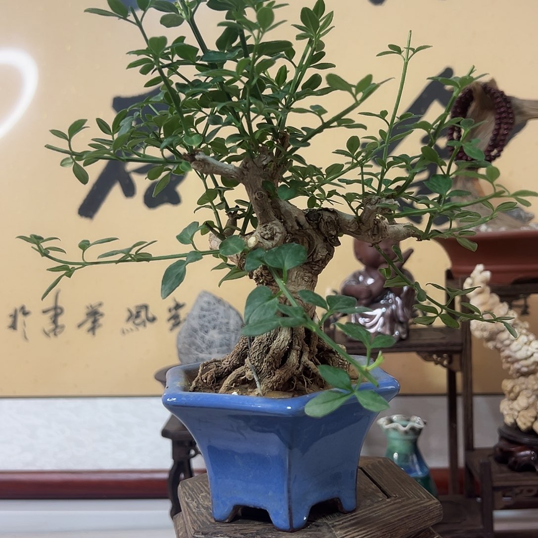 全部花朵精品迎春花福利活动