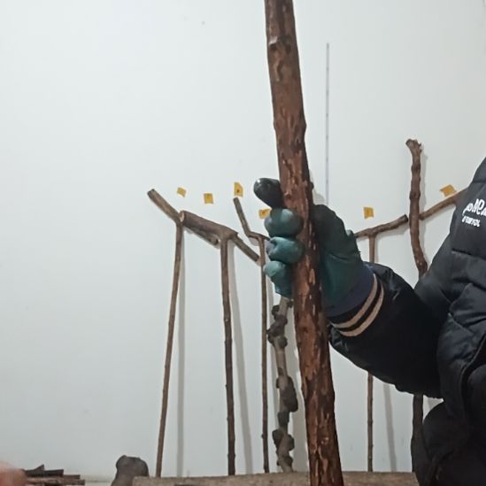 精品原木直播精品