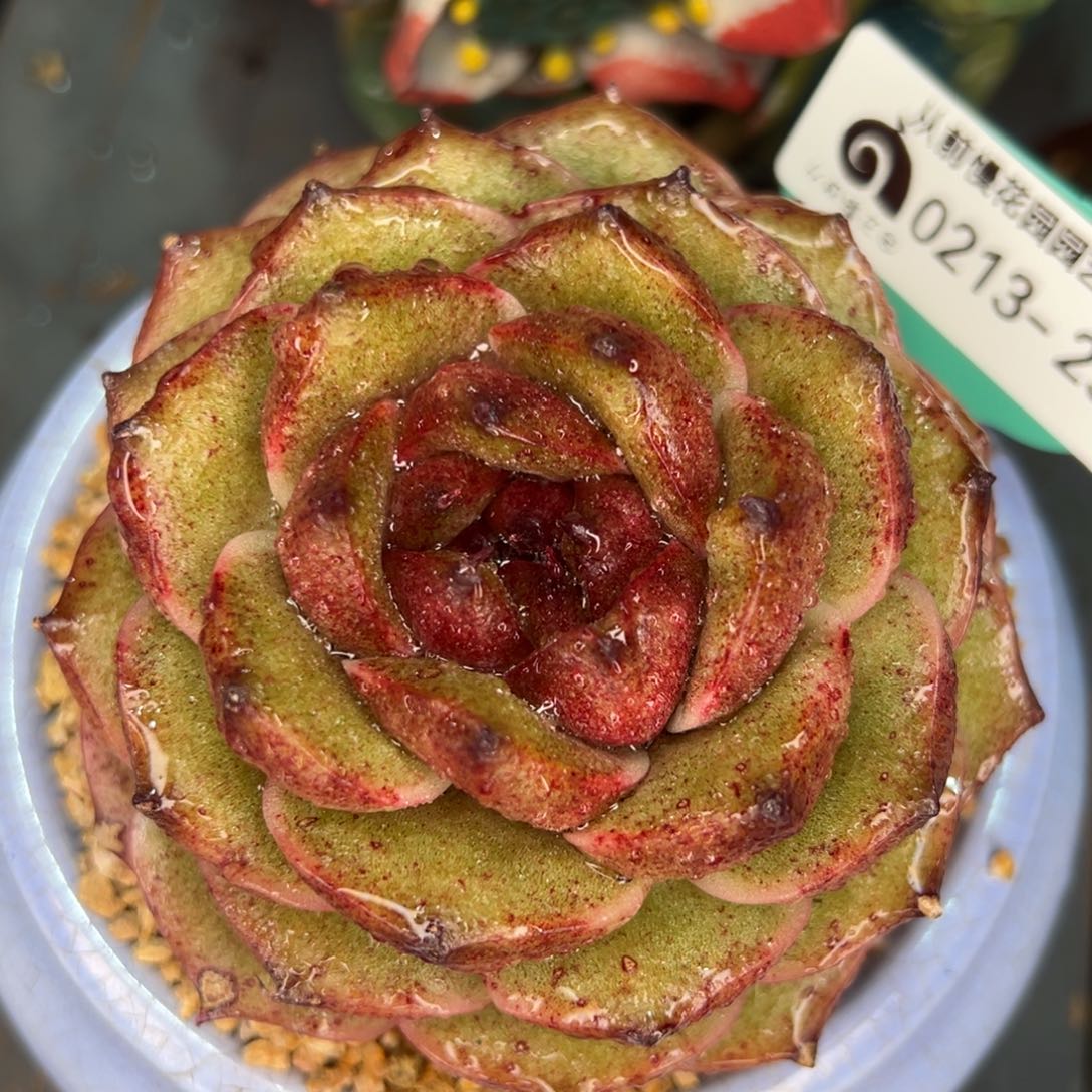 从前慢多肉精选编号0213.255