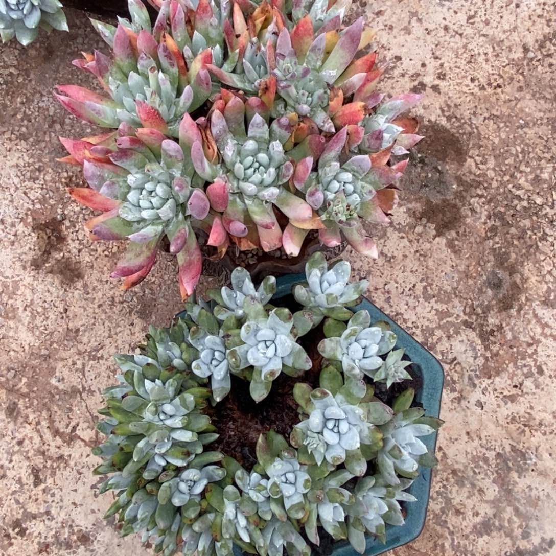 两颗阿金尼啦啦啦啦