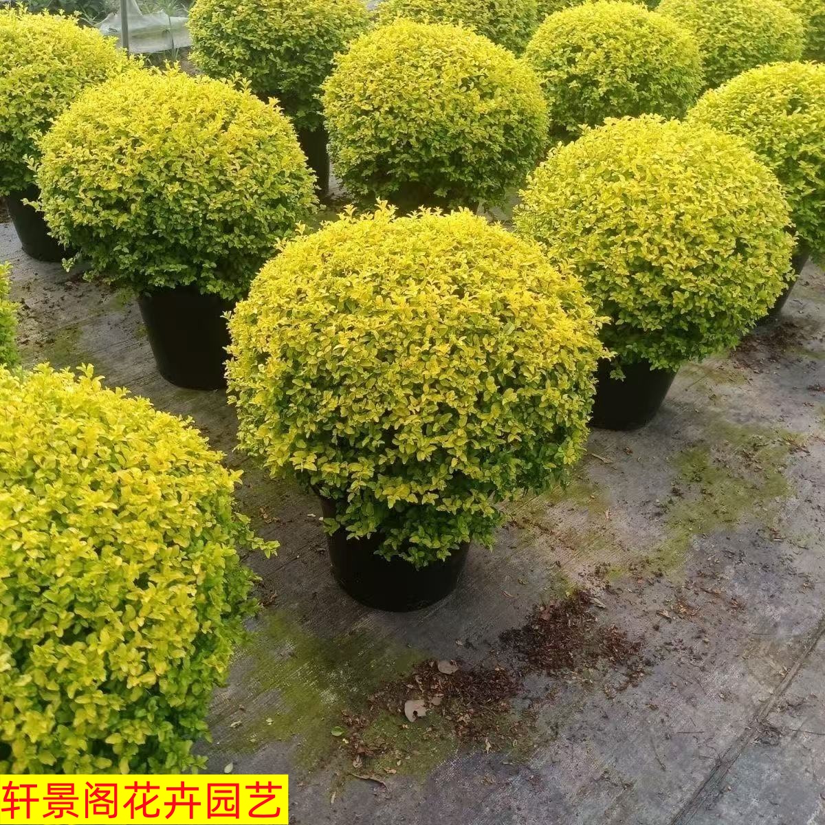 亮晶女贞棒棒糖盆栽庭院造景四季常青耐寒植物