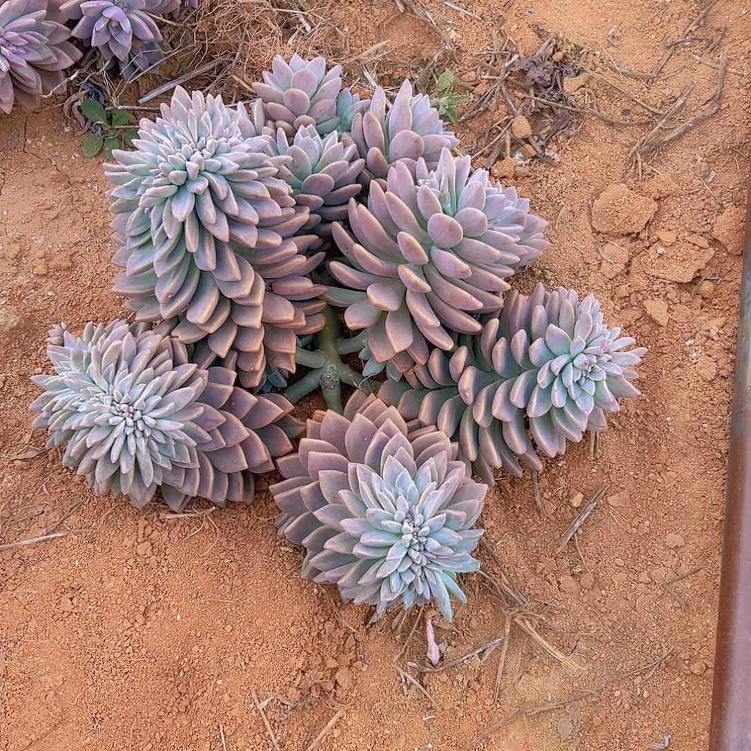 夜**火5337淡雪多肉一颗多缀