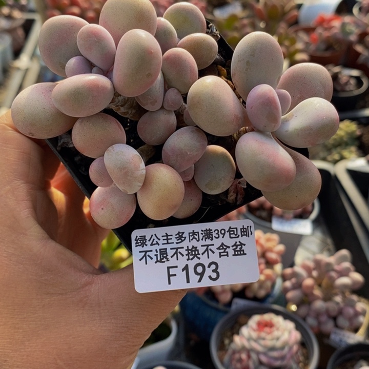 腰子桃蛋8cm193多肉植物