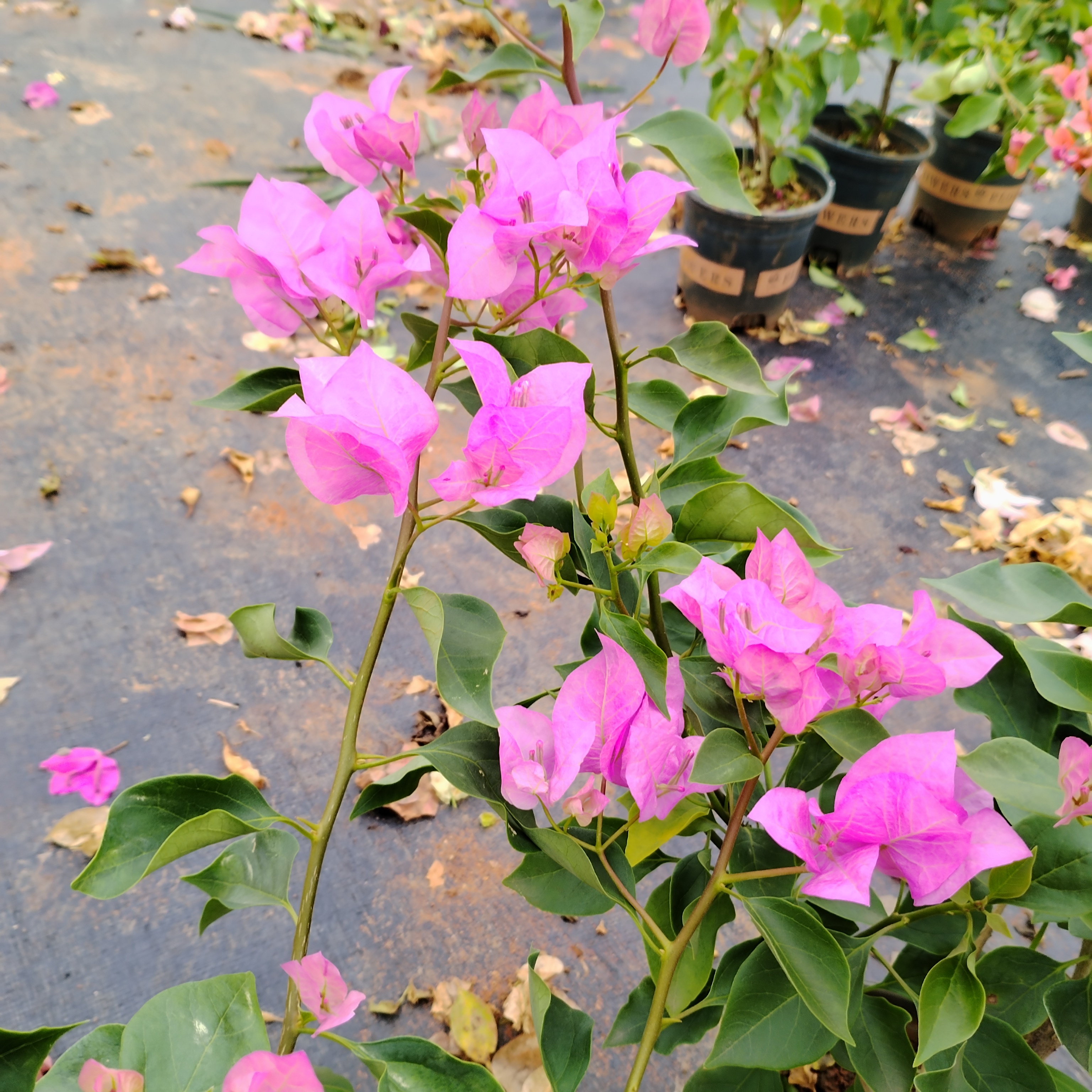 【粉色荣耀—周】三角梅运输途中会落花落叶光杆轻微折枝介意勿拍