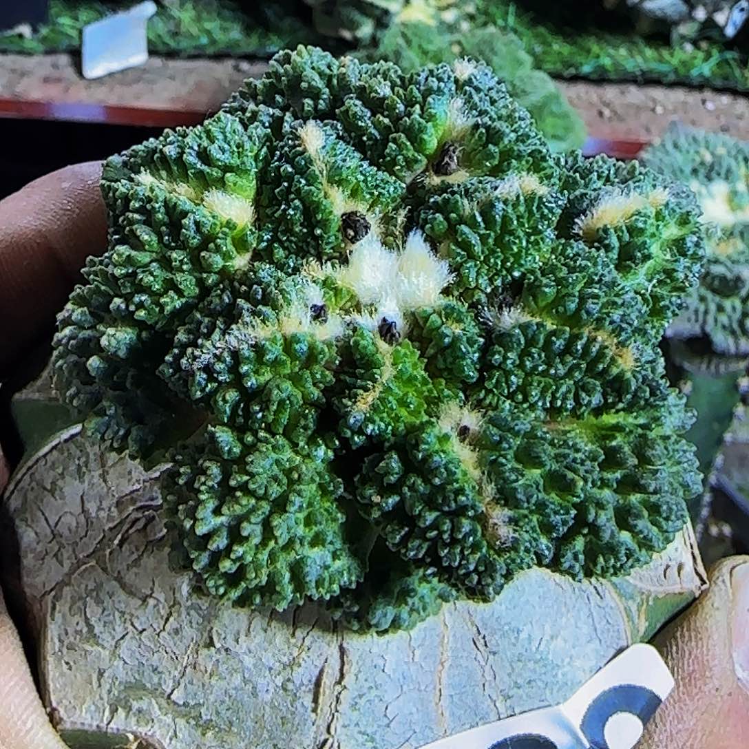 哥斯拉339仙人球开花