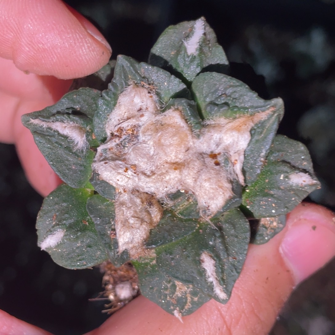 无花朵自根 龟甲怒012