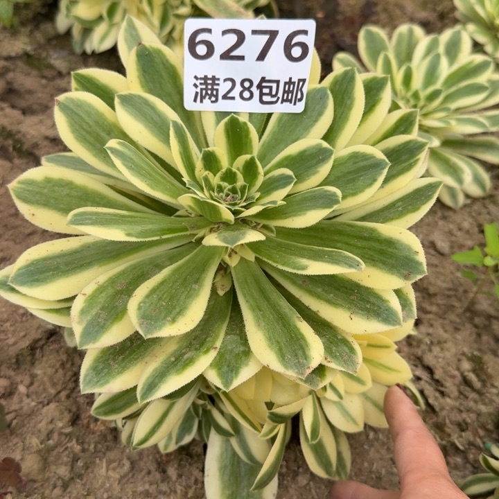 6276迈巴赫二号棚I