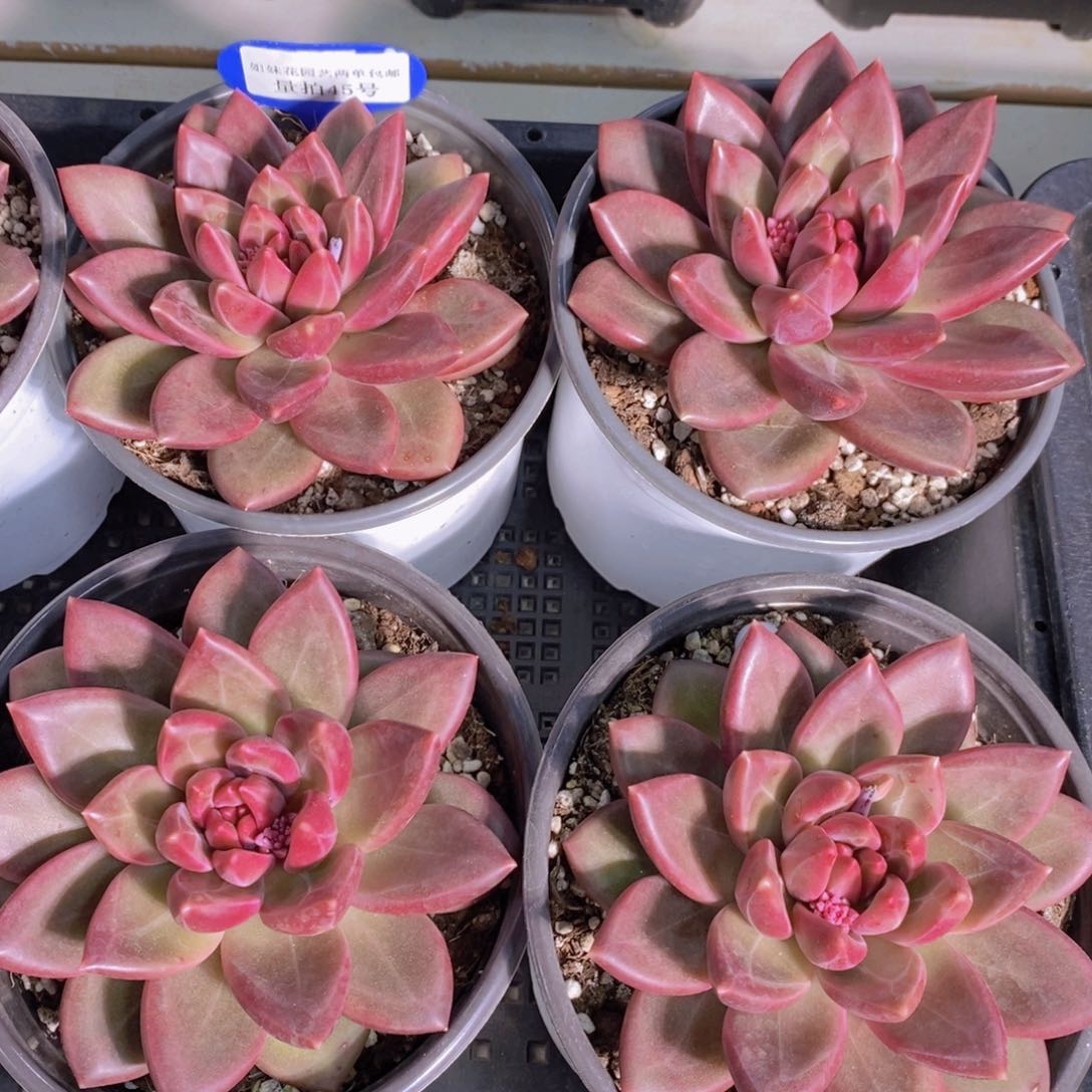 量拍45号 精品大单头迷雾泡泡一个