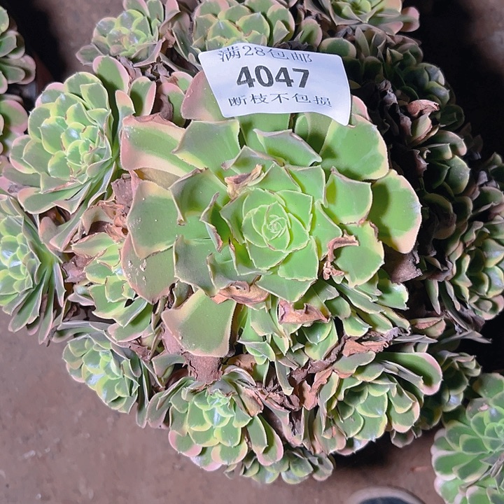 4047特斯拉多肉植物