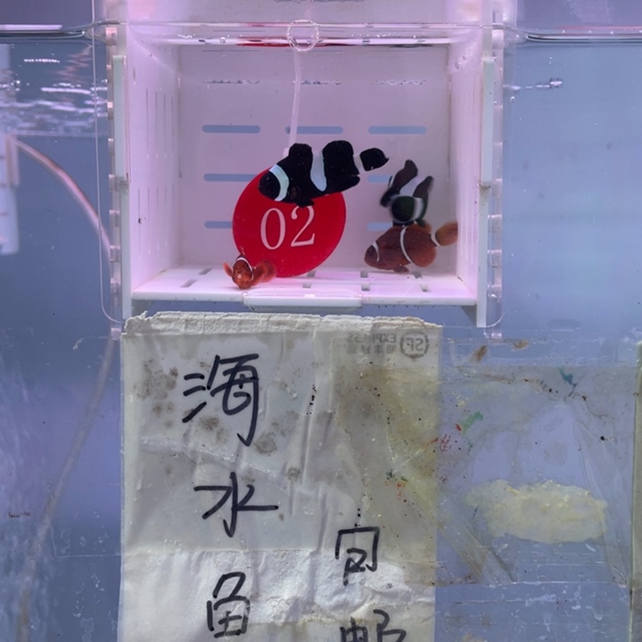 海水鱼瑕疵混搭4条2.5-4